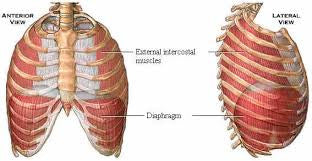 The Slouched & Leaning Position (Part 1): Breathing